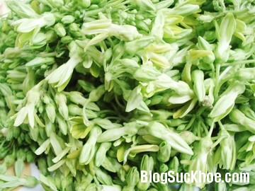 thien ly Chữa bệnh trĩ bằng hoa thiên lý